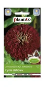Nasiona i cebule - Cynia wytworna daliowa Burgund 1 g Plantico - miniaturka - grafika 1