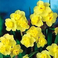 Nasiona i cebule - Narcyz Wielokwiatowy Yellow Cheerfulness 5 szt. - miniaturka - grafika 1