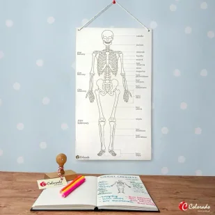 Szkielet człowieka tablica edukacyjna - Colorado - Pomoce naukowe - miniaturka - grafika 1