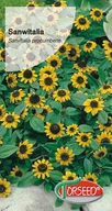 Nasiona i cebule - Nasiona Sanwitalia żółta z czarnym oczkiem - Torseed - miniaturka - grafika 1