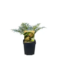 Kwiaty doniczkowe - Karczoch rozsady - miniaturka - grafika 1