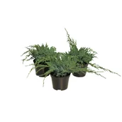 Sadzonki drzew krzewów - Jałowiec sq. Blue Carpet wys. 10-20 cm don. 3 l - miniaturka - grafika 1