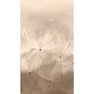 Tapety - Tapeta panoramiczna Dandelion Dmuchawce szaro-beżowa - miniaturka - grafika 1