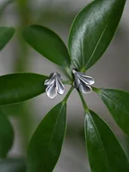 Kolczyki - Kolczyki srebrne oksydowane - Iris - miniaturka - grafika 1