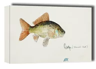 Obrazy i zdjęcia na płótnie - Antique fish Goldfish, F. E. Clarke - obraz na płótnie Wymiar do wyboru: 91,5x61 cm - miniaturka - grafika 1