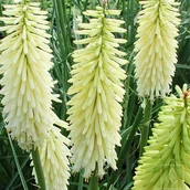 Nasiona i cebule - Trytoma ogrodowa 'Ice Queen' - miniaturka - grafika 1