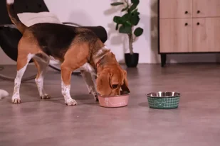 ZOLUX Antypoślizgowa miska dla psa FOOD kol. zielony 1700ML - Miski dla psów - miniaturka - grafika 8