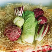 Nasiona i cebule - Nasiona Cykoria Liściowa Mieszanka Odmian 2G Plantico - miniaturka - grafika 1