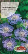 Nasiona i cebule - Nasiona Driakiew kaukaska niebieska 0,5g - Torseed - miniaturka - grafika 1