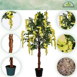 SZTUCZNE DRZEWO WISTERIA GLICYNIA ŻÓŁTA 120 CM - Sztuczne drzewka - miniaturka - grafika 2