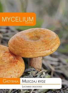 Grzybnia - Mleczaj rydz 10g - Nasiona i cebule - miniaturka - grafika 1