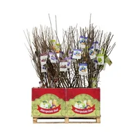 Kwiaty doniczkowe - Drzewko owocowe w balocie Morela dawne odmiany wys. 160-170 cm - miniaturka - grafika 1