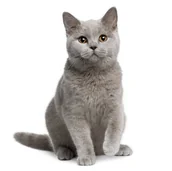 Sucha karma dla kotów - Zestaw dla kota rasy British Shorthair - miniaturka - grafika 1