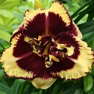 Nasiona i cebule - Hemerocallis Liliowiec Tiger Blood 1 szt. - miniaturka - grafika 1