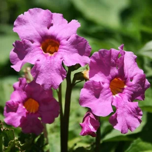 Incarvillea Inkarwilla Delavaya różowa 1 szt. - Nasiona i cebule - miniaturka - grafika 1