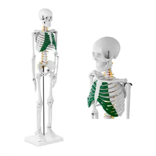 Physa Szkielet człowieka - model anatomiczny - 85 cm PHY-SK-5 - Pomoce naukowe - miniaturka - grafika 1