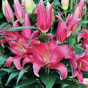 Nasiona i cebule - Lilia orientalna doniczkowa Sunny Keys 1 szt. cebule cebulki lilii lilie - miniaturka - grafika 1