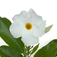 Kwiaty doniczkowe - Dipladenia Sundaville biała - miniaturka - grafika 1