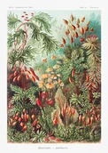 Plakaty - Plakat Muscinae–Laubmoose - Ernst Haeckel - miniaturka - grafika 1