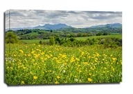 Obrazy i zdjęcia na płótnie - Łąka pełna kwiatów Pireneje - obraz na płótnie Wymiar do wyboru: 70x50 cm - miniaturka - grafika 1