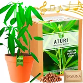 Nasiona i cebule - ATURI Tańczący kwiat Zestaw do uprawy PORUSZA LIŚĆMI Codoriocalyx Motorius - miniaturka - grafika 1