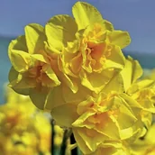 Nasiona i cebule - Narcyz jonquilla pełny polski Golden Delicious 5 szt.Narcyzy Cebule Cebulki - miniaturka - grafika 1