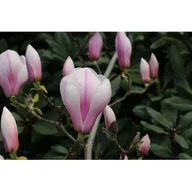 Sadzonki drzew krzewów - Magnolia w odmianach, don 3 l - miniaturka - grafika 1