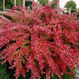 Berberys Thunberga Red Carpet 1 szt. doniczka C1,5 - Kwiaty doniczkowe - miniaturka - grafika 1