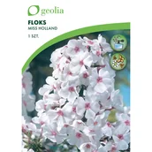Nasiona i cebule - Floks wiechowaty Miss Holland 1szt. cebulki kwiatów Geolia - miniaturka - grafika 1