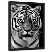 Plakaty - Obraz w ramie czarnej FEEBY, Tygrys Afryka Czarno Biały 70x100 - miniaturka - grafika 1