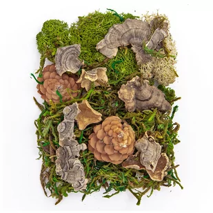 Mech I Naturalne Elementy Mix 30G, Dp Craft - Decoupage - miniaturka - grafika 1