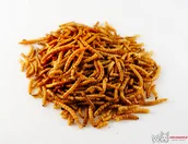 Przysmaki dla gryzoni - HAM-STAKE Larwy mącznika 20g [HS.84] - miniaturka - grafika 1