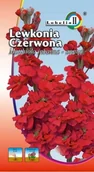 Nasiona i cebule - Lewkonia czerwona 0,5g / L / - miniaturka - grafika 1