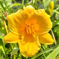 Nasiona i cebule - Liliowiec Żółty 'Stella d'Oro' Stella de Oro W DONICZCE 2L (Hemerocallis) - miniaturka - grafika 1