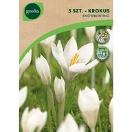 Nasiona i cebule - Krokus Snowbunting 5/7 5szt. Cebulki kwiatów Geolia - miniaturka - grafika 1