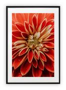 Plakaty - Plakat A3 30x42 cm Zbliżenie Kwiat Roślina WZORY - miniaturka - grafika 1