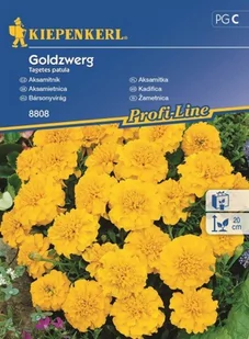 Kiepenkerl Aksamitka Goldzwerg 102026 - Nasiona i cebule - miniaturka - grafika 1