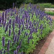 Nasiona i cebule - Agastache Kłosowiec Black Adder 1 szt. doniczka P9 - miniaturka - grafika 1