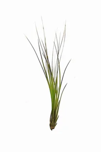 Tillandsia Festucoides 19-22 cm oplątwa air plants - Kwiaty doniczkowe - miniaturka - grafika 1
