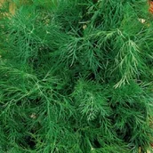 Nasiona i cebule - KOPER OGRODOWY SZMARAGD 500G PL914/32/83/K785 - miniaturka - grafika 1