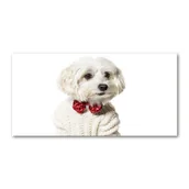 Foto gadżety - Foto-obraz szklany Maltańczyk w muszce - miniaturka - grafika 1