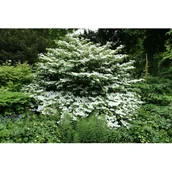 Sadzonki drzew krzewów - Kalina japońska wys. 40-60 cm don. 21 cm - miniaturka - grafika 1