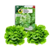 Nasiona i cebule - Sałata 'JUSTYNA' Świeże Nasiona Naturalne 200 nasion 6m - miniaturka - grafika 1