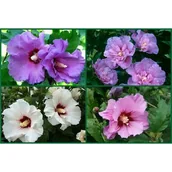 Sadzonki drzew krzewów - Hibiskus (Ketmia) don. 3 l - miniaturka - grafika 1