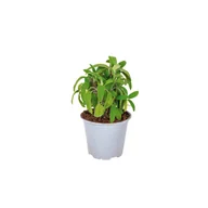 Kwiaty doniczkowe - Szałwia - miniaturka - grafika 1