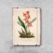 Plakaty - Plakat vintage do salonu Kwiatowy nadruk Epidendrum Vitellinum A4 21x29cm bez ramki pion - miniaturka - grafika 1