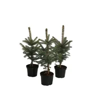 Świerk kłujący Kaibab wys. 40-50 cm don. 3 l