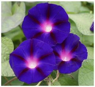 POWÓJ - WILEC GRANDPA OTT'S (IMPOMOEA PURPUREA) NASIONA 50 sztuk - Nasiona i cebule - miniaturka - grafika 1