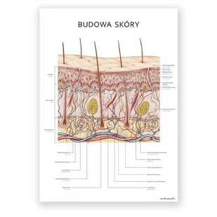 Plakat anatomiczny - Budowa skóry - Marta Pawelec - Mapy i plansze edukacyjne - miniaturka - grafika 1