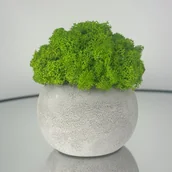 Dekoracje domu - Doniczka z betonu architektonicznego z mchem chrobotkiem fińskim – ręcznie wykonana dekoracja - miniaturka - grafika 1